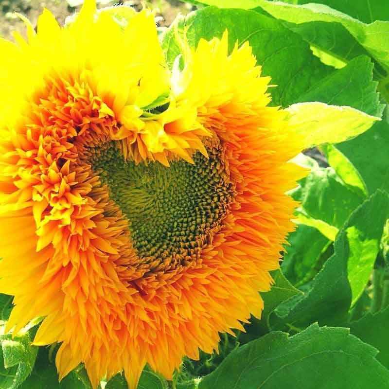 Du bleibst nicht unglücklich in der Beziehung, sondern die Sonnenblume der Liebe wird wieder erblühen.