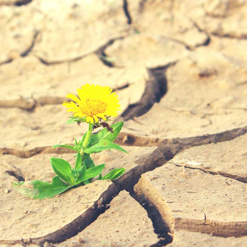 Positiv denken lässt dich auch unter schlechten Bedingungen wie eine Blume erblühen.